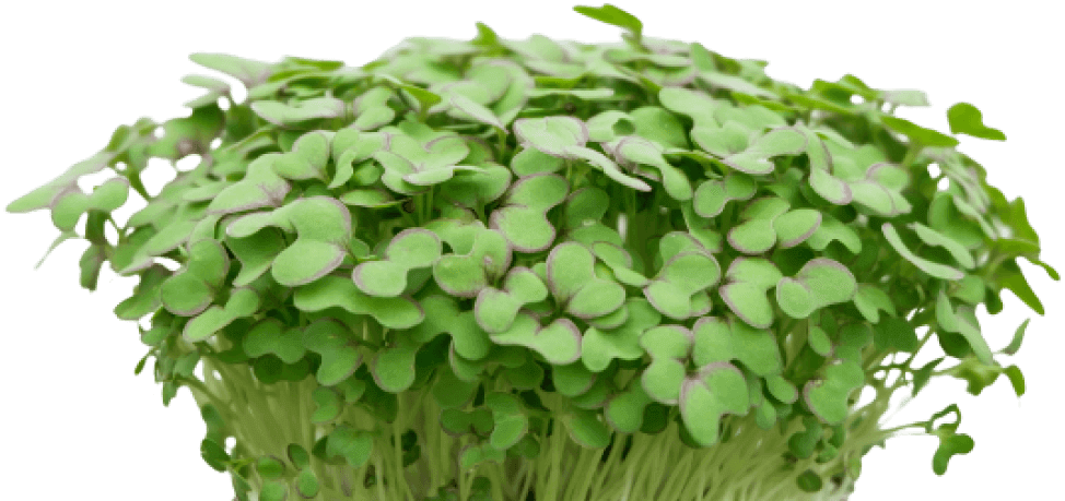 a bouquet of clove-like herbs